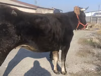 İnək, Swiss cattle — foto 4