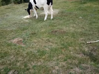 Сиыр, Russian Black pied cattle — 1-сурет