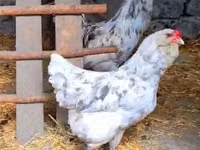 Chickens — foto 8