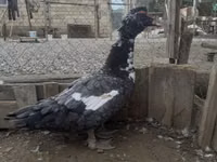 Turkeys — 写真 2