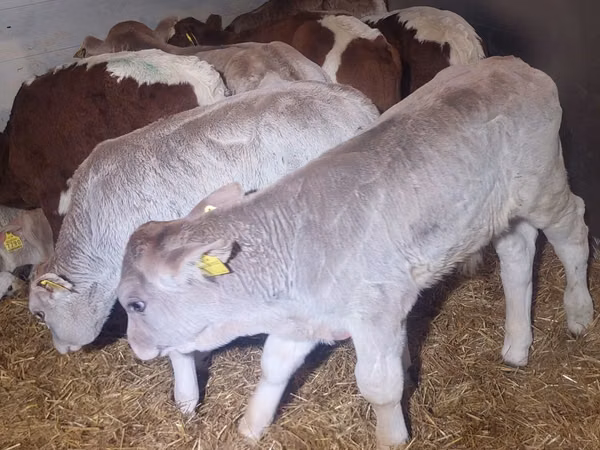 牛只（批次，未指定性别）, Cattle