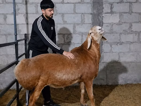 Bélier, Arashan sheep