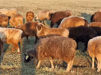 Qoyun, Kazakh fat-tailed coarsewool sheep — foto 1
