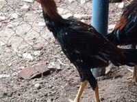Chickens — Foto 1
