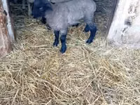 Sheep, White Suffolk sheep — photo 1