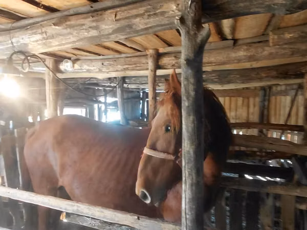 Jument, Chevaux