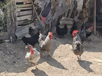Chickens — Foto 5