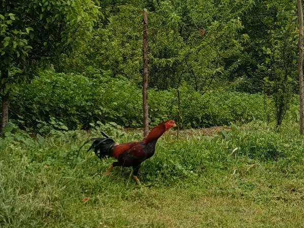 Chickens — Azerbaïdjan