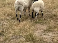 Qoyun, Cerry Hill sheep — foto 2