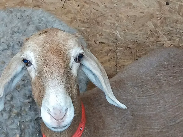 பெண் ஆடு, Arashan sheep