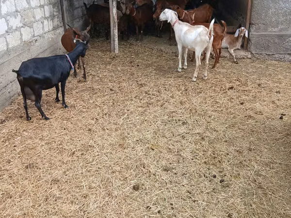 ஆண் வெள்ளாடு, Nubian Goat