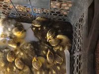 Ducks — foto 1