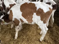 Bull, Simmental cattle — photo 4