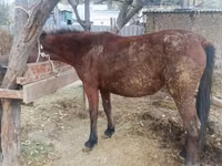 母马, Kyrgyz Horse — 照片 1