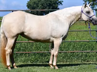 فرس, Quarter Horse — الصورة 7