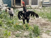 Chickens — foto 1