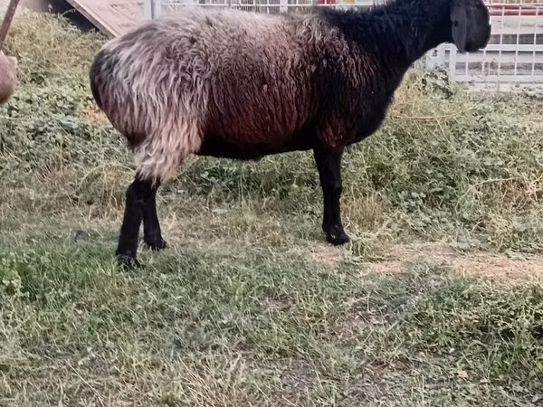 Owca, Owce