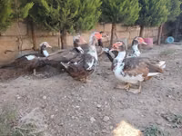 Ducks — Foto 2