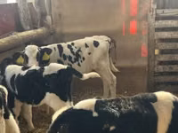 Boğa, Russian Black pied cattle — foto 1
