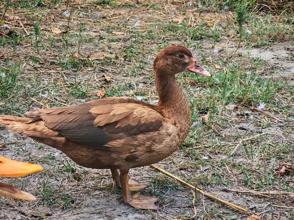 Ducks — Azerbaijan