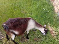 Koza, Saanen goat — zdjęcie 2