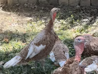 Geniş Göğüslü Beyaz — foto 3