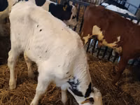 Boğa, Simmental cattle — foto 5