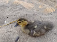Ducks — foto 6