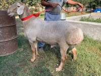 كبش, Arashan sheep — الصورة 1