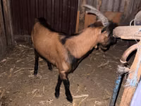 ஆண் வெள்ளாடு, Italian Alpine goat — புகைப்படம் 1