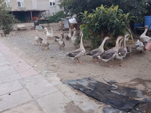 Geese — أذربيجان