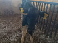 Sigir, Russian Black pied cattle — 5-rasm