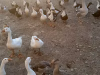 Ducks — الصورة 3