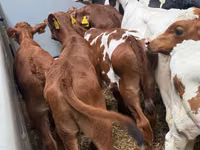 Rinder (Partie, Geschlecht nicht angegeben), Simmental cattle — Foto 2