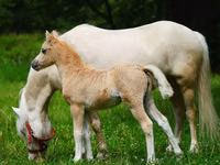Otlar (partiya, jinsi ko‘rsatilmagan), Shetland Pony — 3-rasm