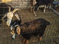 Cabra, Cabras — foto 4