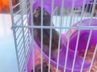 Cırtdan hamsterlər üçün komplekt qəfəs dəsti - Rəng: bənövşəyi — foto 1