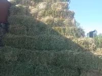 Կորնգանի տուկ այս տարվա — 照片 2