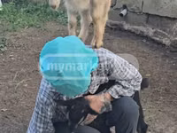 Cabra, Megrelian goat — foto 1