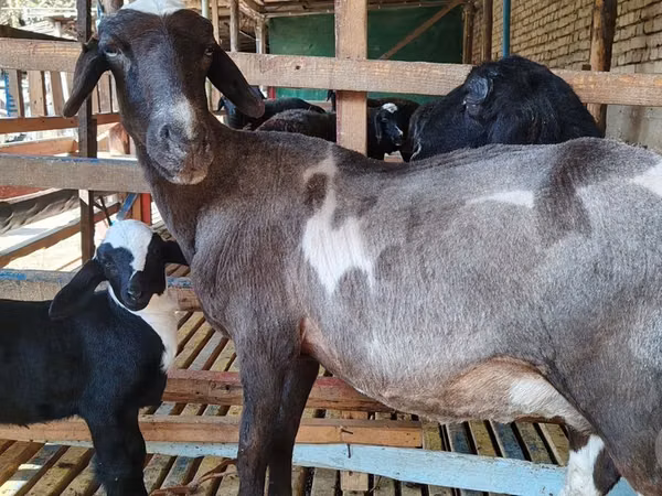 母山羊, Goats