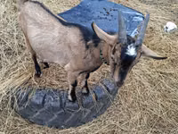 雌ヤギ, Alpine goat — 写真 4