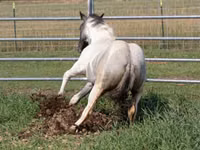 Kůň, National Show Horse — foto 1