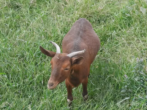 பெண் வெள்ளாடு, Murcia-Granada goats
