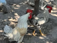 Chickens — foto 3