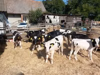 Bulle, Russian Black pied cattle — Foto 2