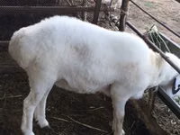 Cabras (lote, sexo no especificado), Cabras — foto 3