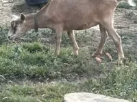 Koza, Saanen goat — foto 3