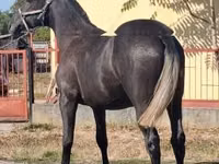 Horse (M), Lipizzaner — photo 4