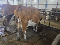 母牛, Simmental cattle — 照片 2