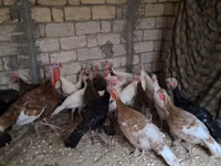 Guinea fowl — 写真 1